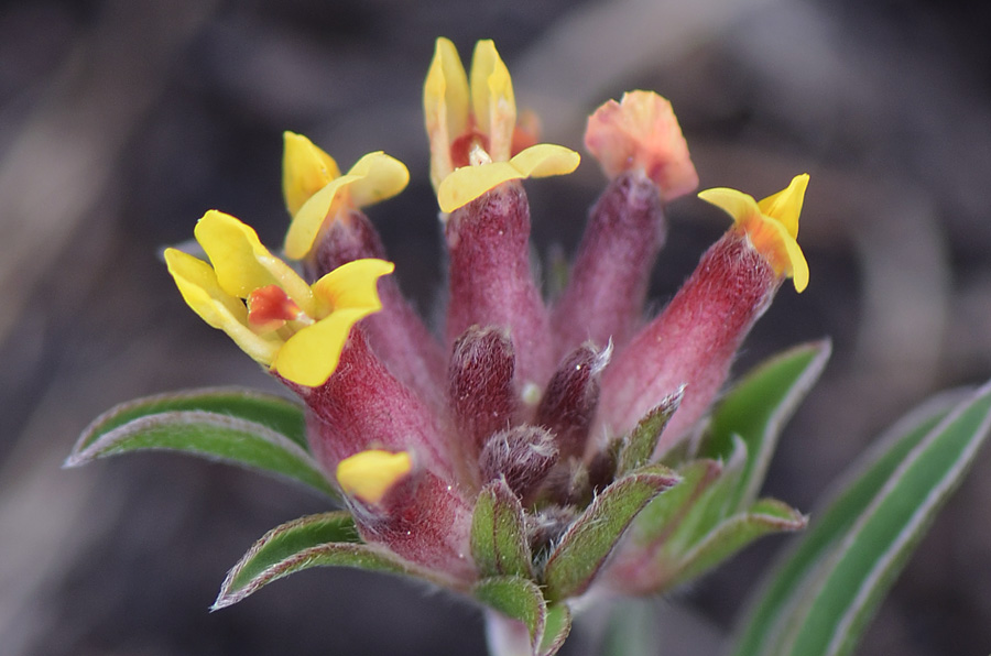 Anthyllis vulneraria / Vulneraria comune